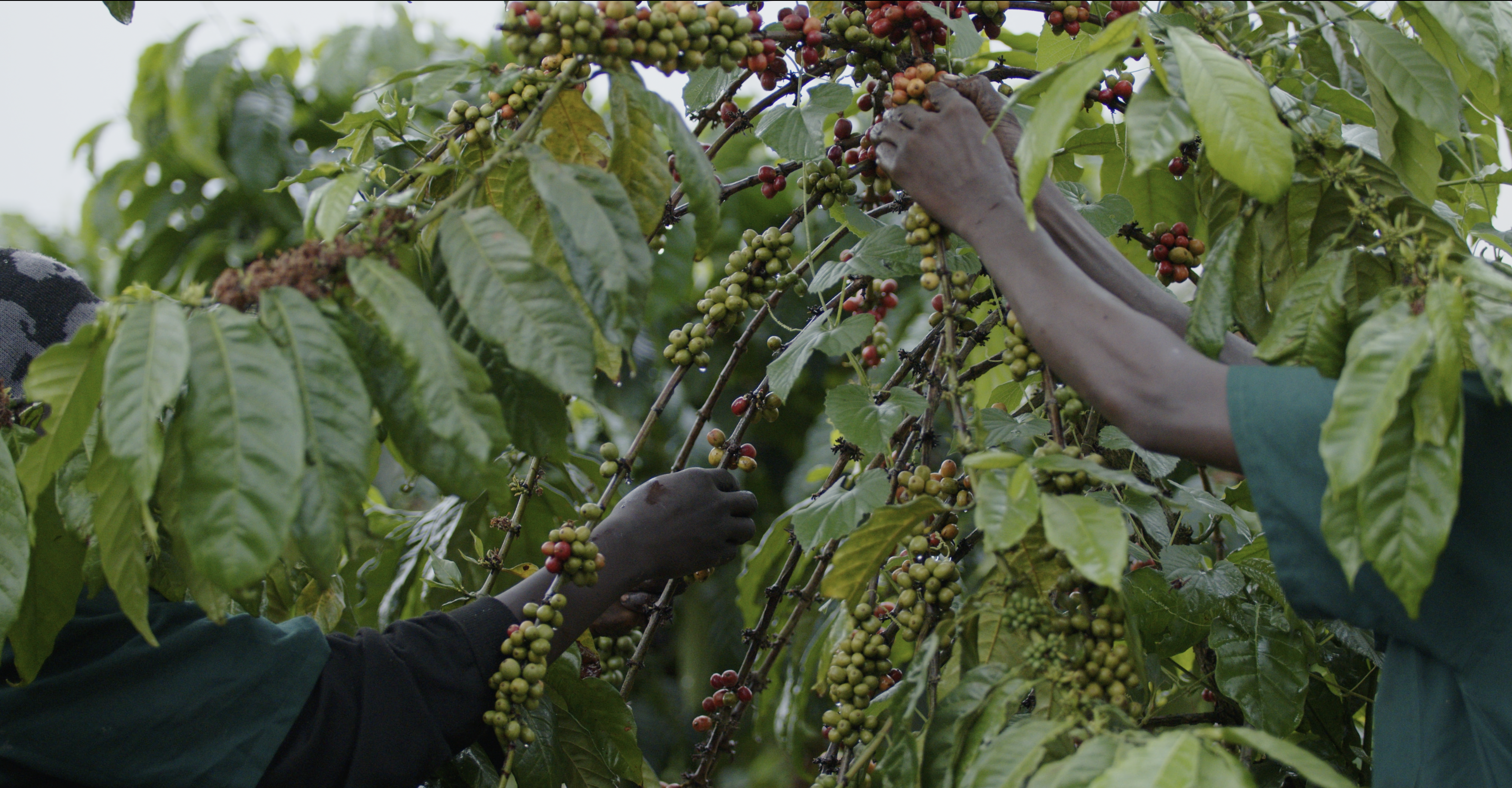 Woman with zucchinis - close up