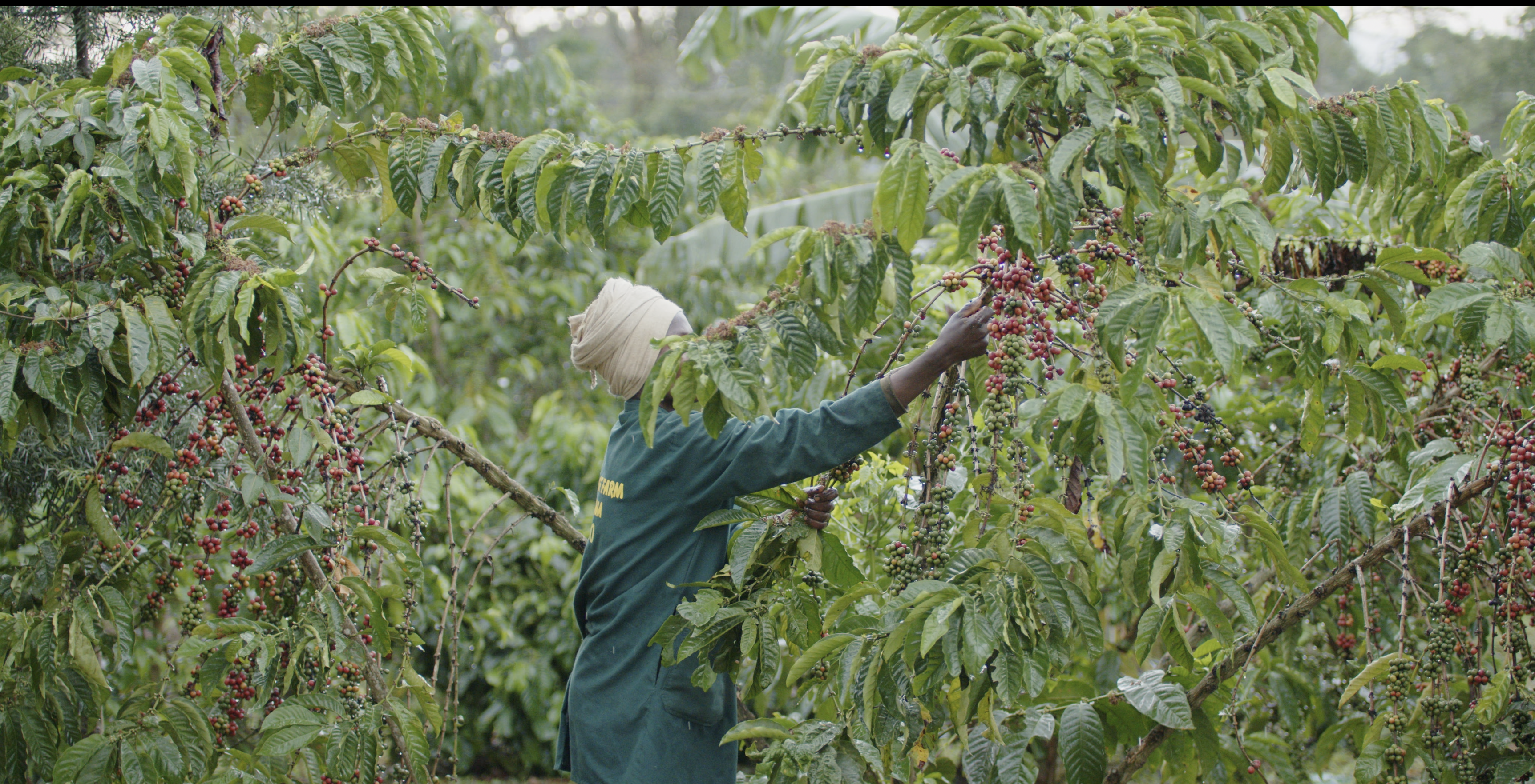 Farm workshop - hands tending to lettuce
