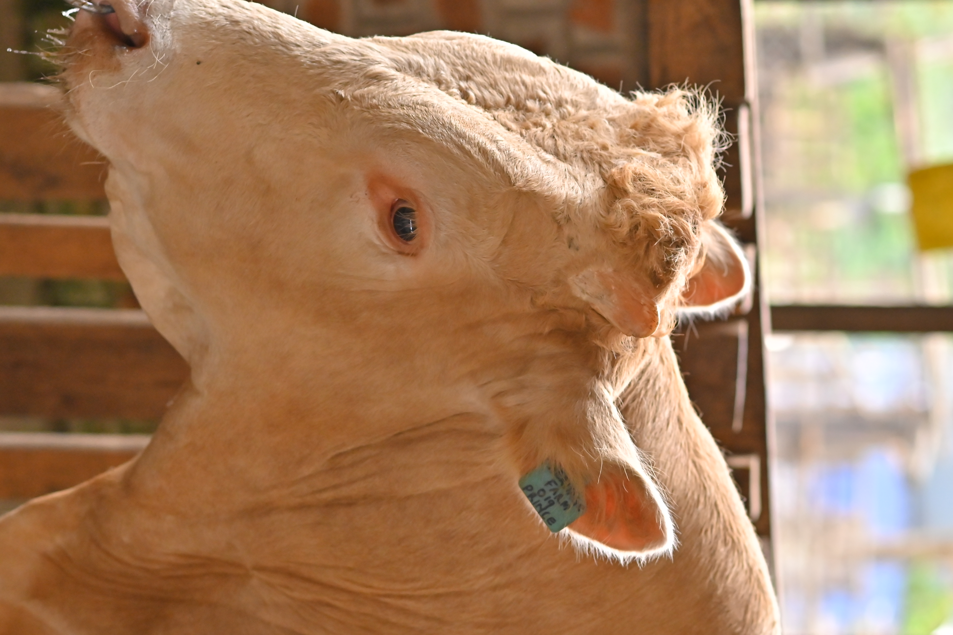 Hands tending to lettuce