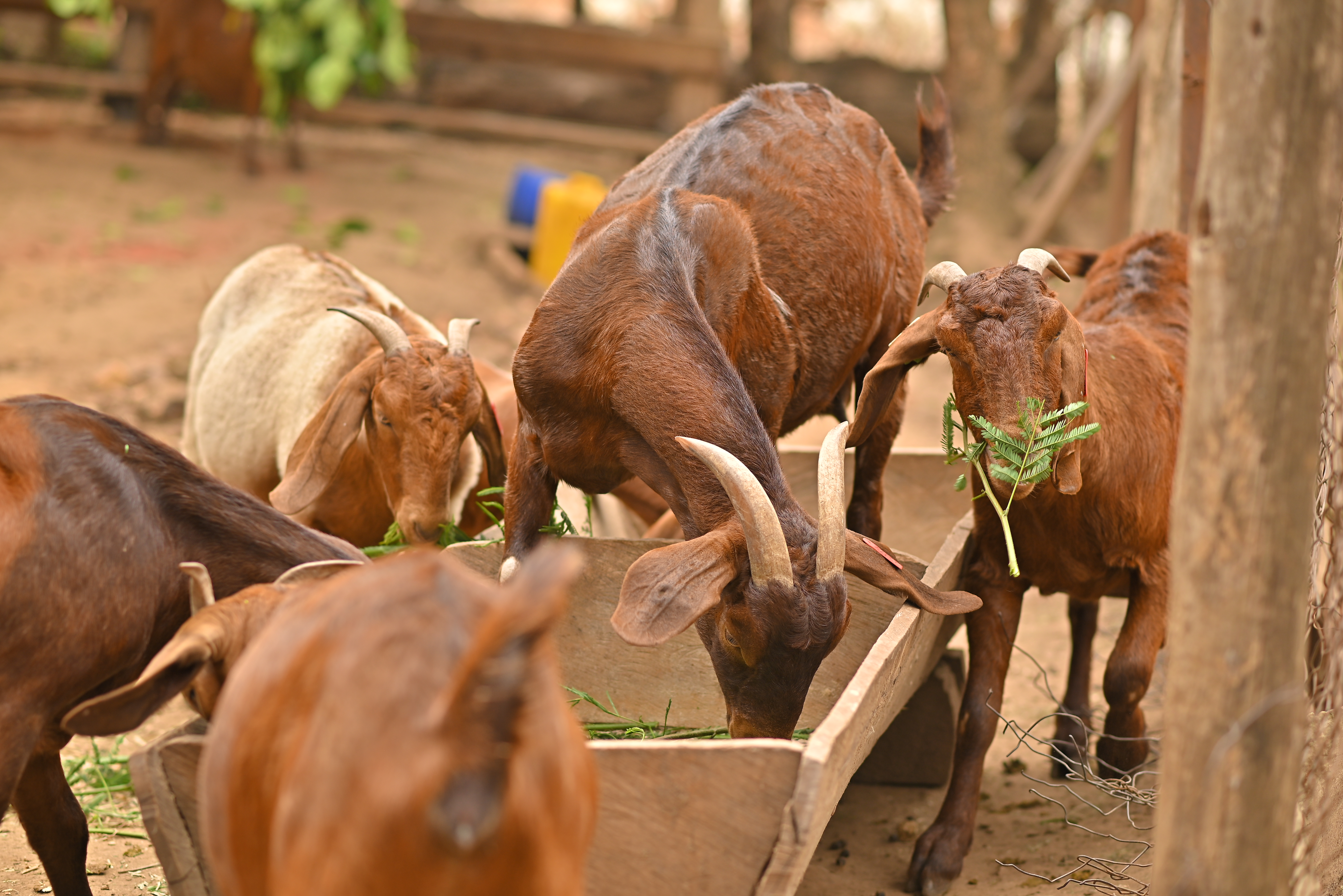 Man working with plants