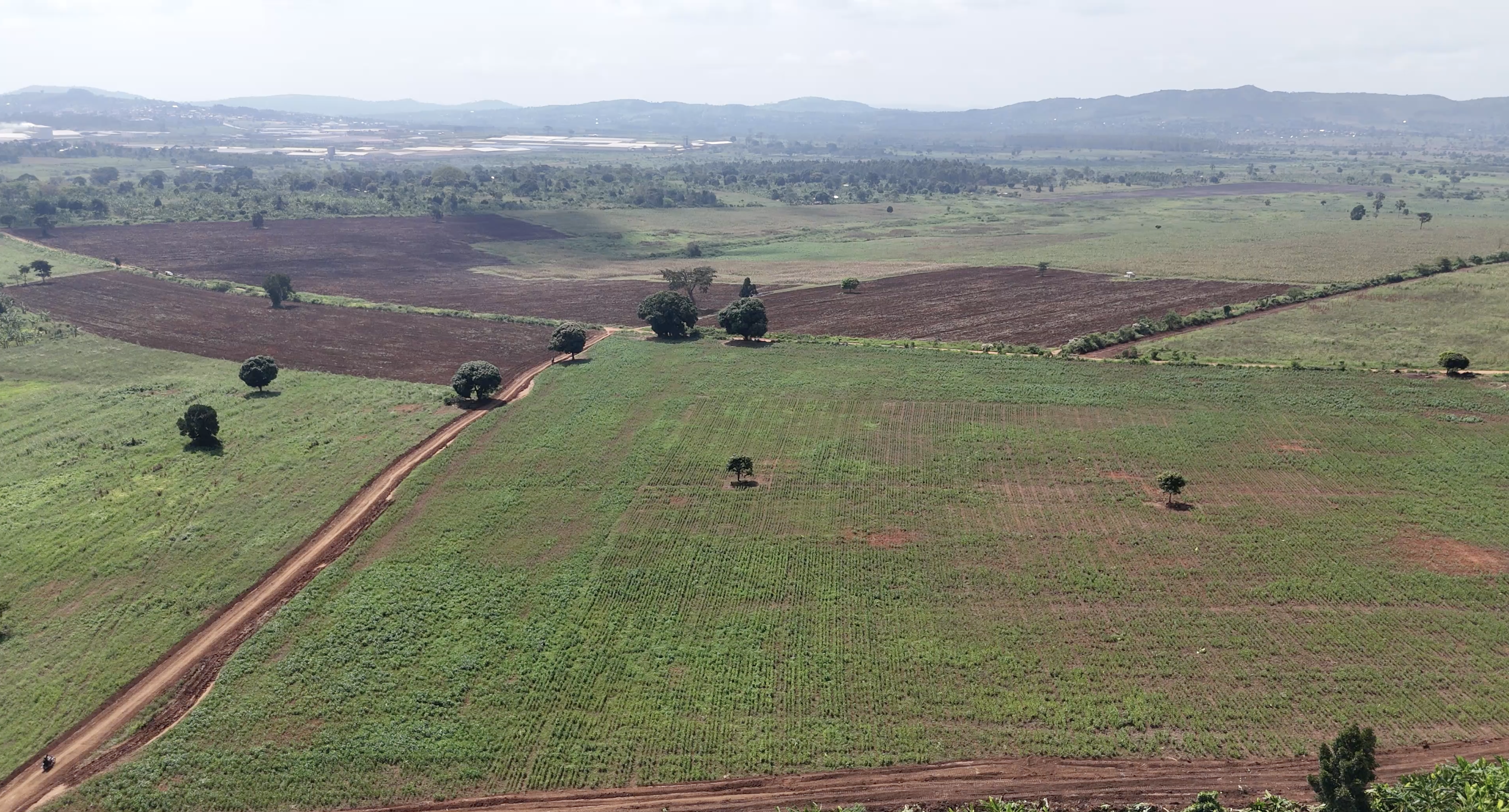 Farm workshop - man working with plants