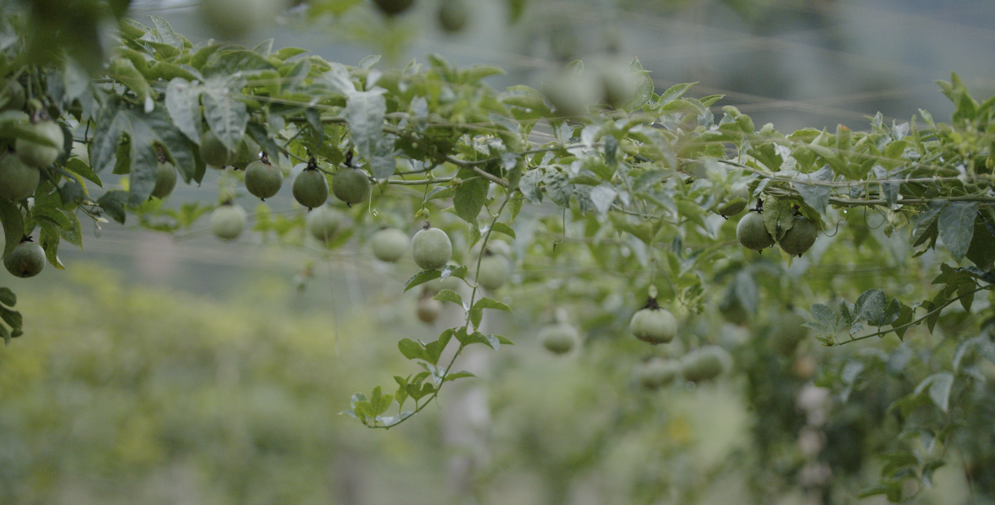 Farm workshop - woman with zucchinis